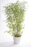 Bamboe h200 in elegante pot